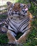 pic for Royal Bengal Tiger